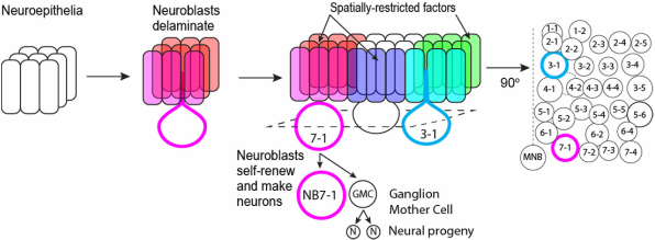 Neuroblast differentiation