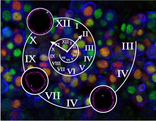 Temporal clock