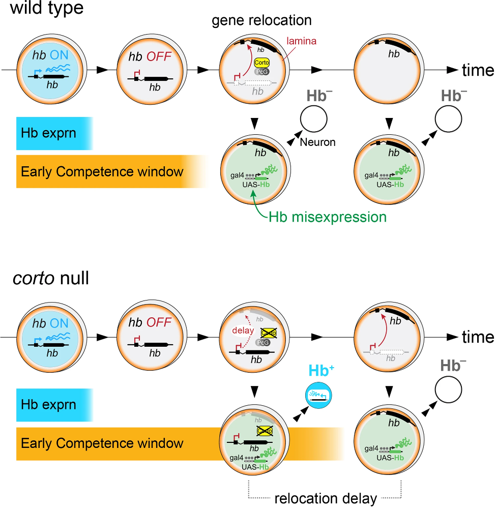 Corto summary model.