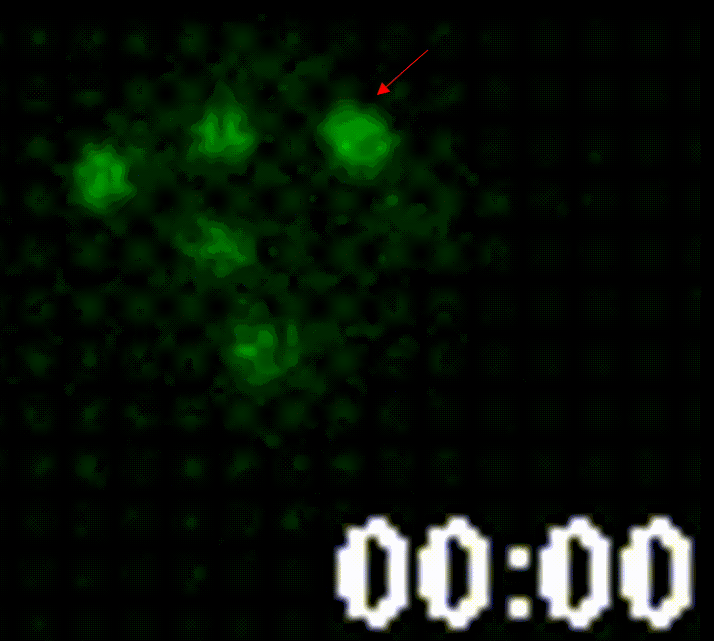 FRAP on Ac5-PSQ-Dan-GFP