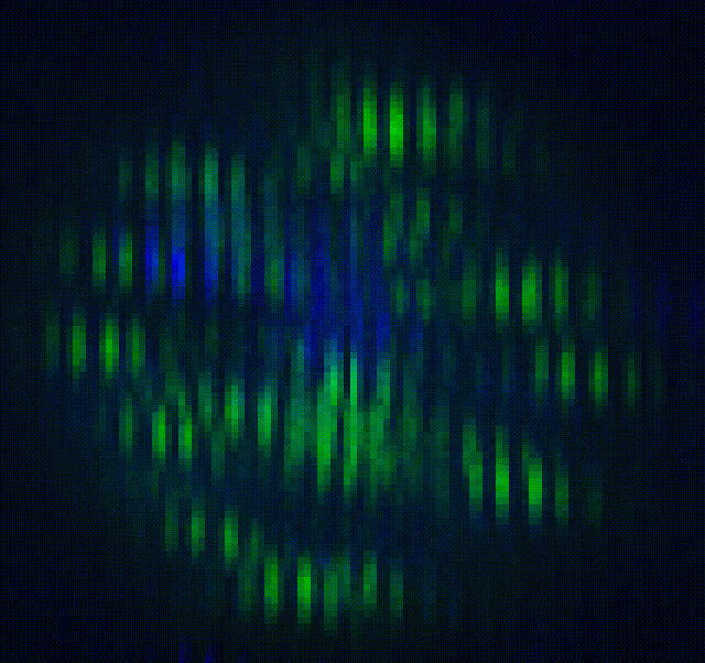 Ac5-Hb-GFP