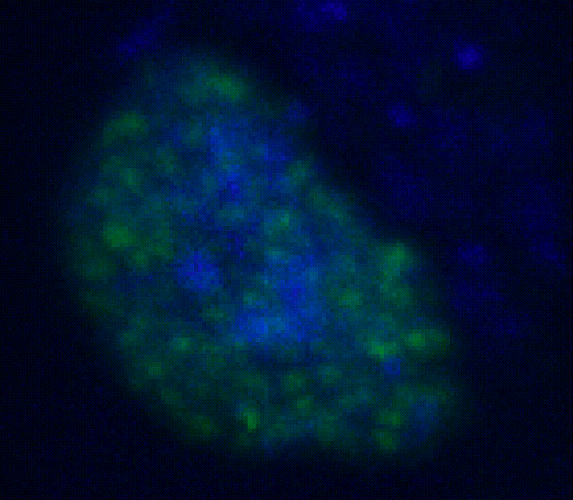 Ac5-Dan-GFP in 3D