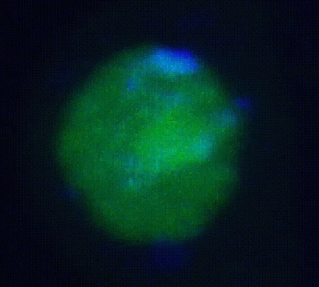 Ac5-NLS-PSQ-GFP in 3D