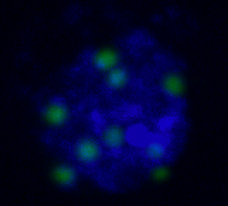Ac5-PSQ-Dan-GFP in 3D