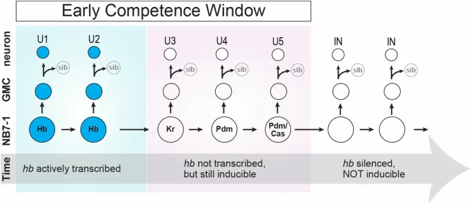Competence window scheme