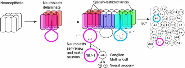 Neuroblast differentiation