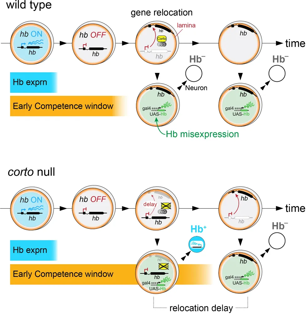 Corto summary model.